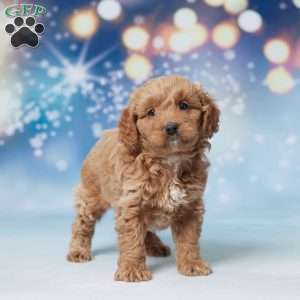 Silas, Mini Goldendoodle Puppy